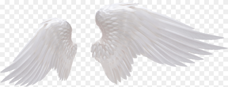 White Angel Wings Photo Angel Wings, Animal, Bird Png Image