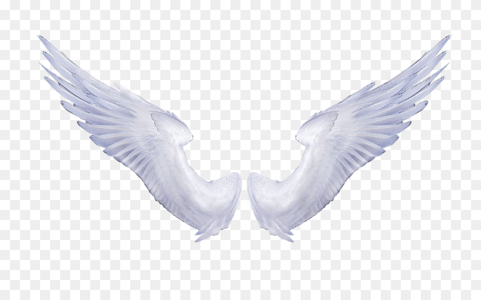 White Angel Wings Tattoo Hd Photo, Animal, Bird, Flying, Pigeon Png Image