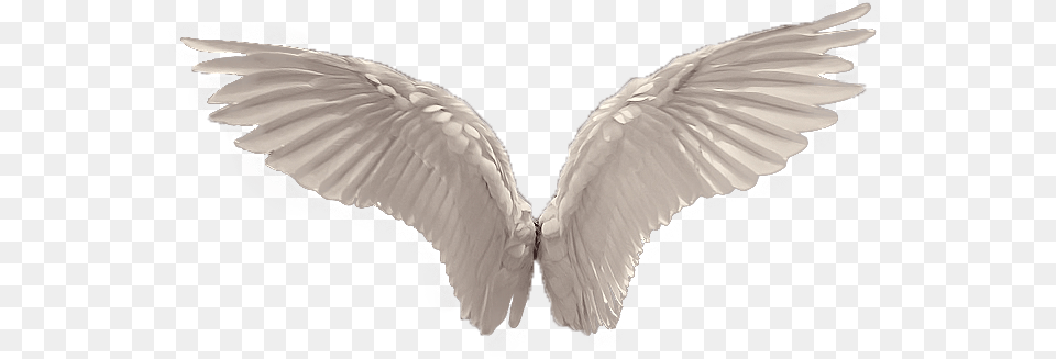White Angel Wings Angel Wings, Animal, Bird, Flying Free Transparent Png