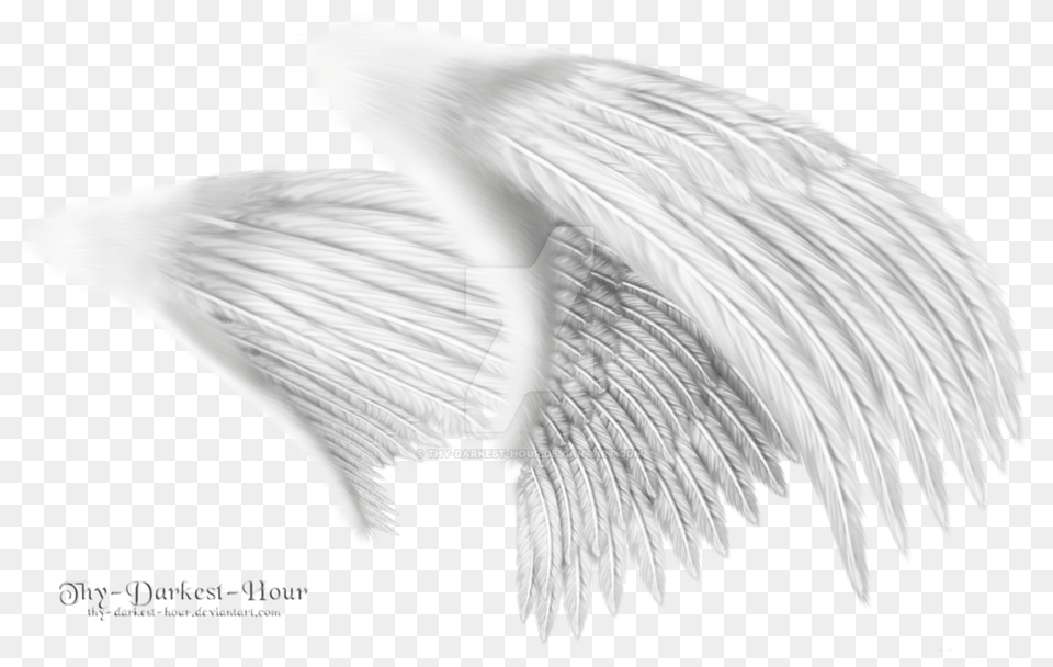 White Angel Wings Wing From The Side, Animal, Bird Png