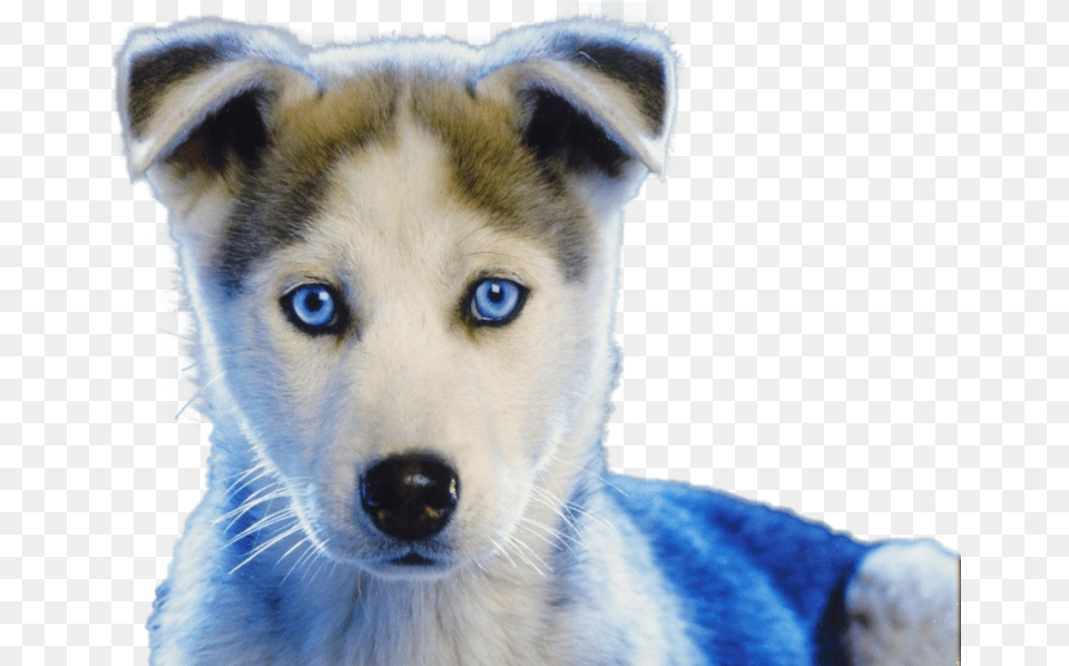 White Baby Husky Puppies, Animal, Canine, Dog, Mammal Png