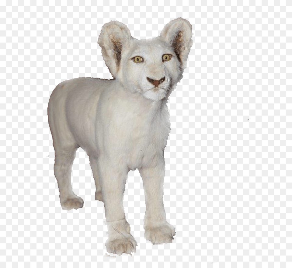 White Baby Lion Full Mount Bl4 Art, Animal, Cat, Mammal, Pet Free Png Download