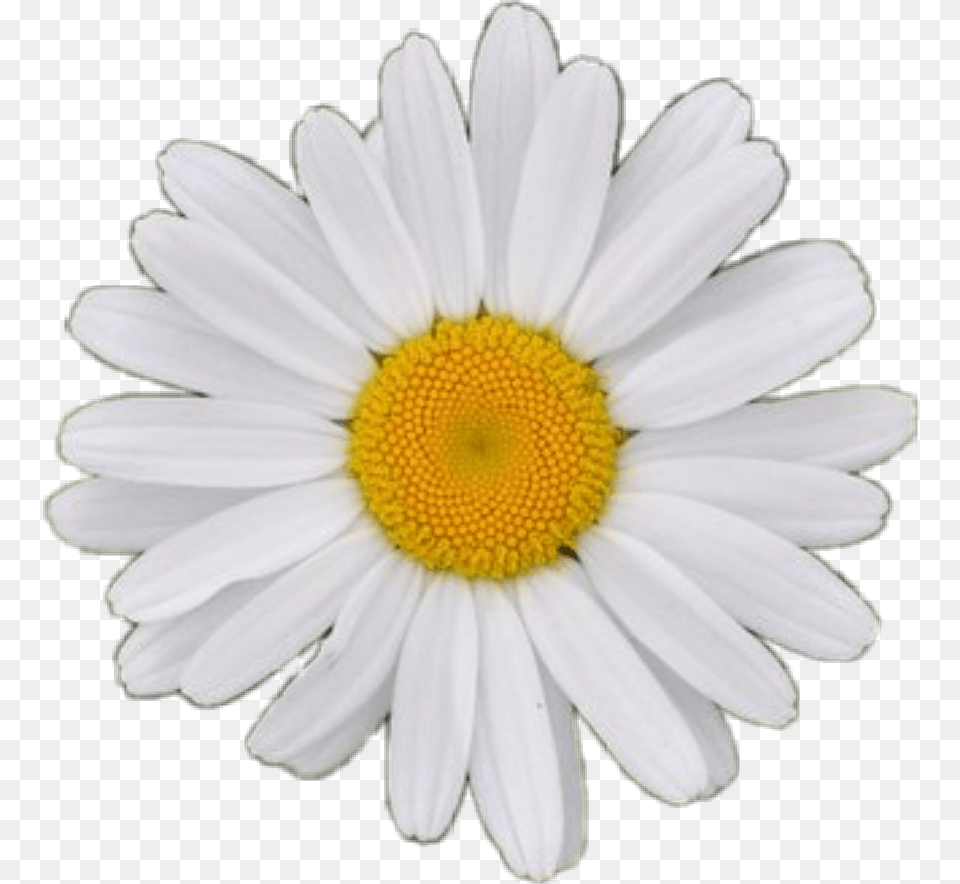 White Background Single Flower, Daisy, Petal, Plant, Anemone Png Image