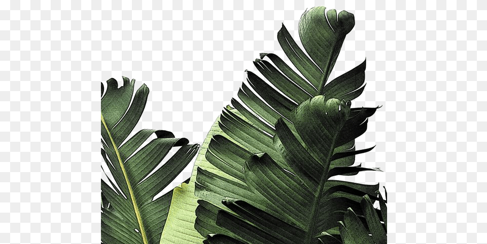 White Background With Leaves, Leaf, Plant, Vegetation, Blade Png Image