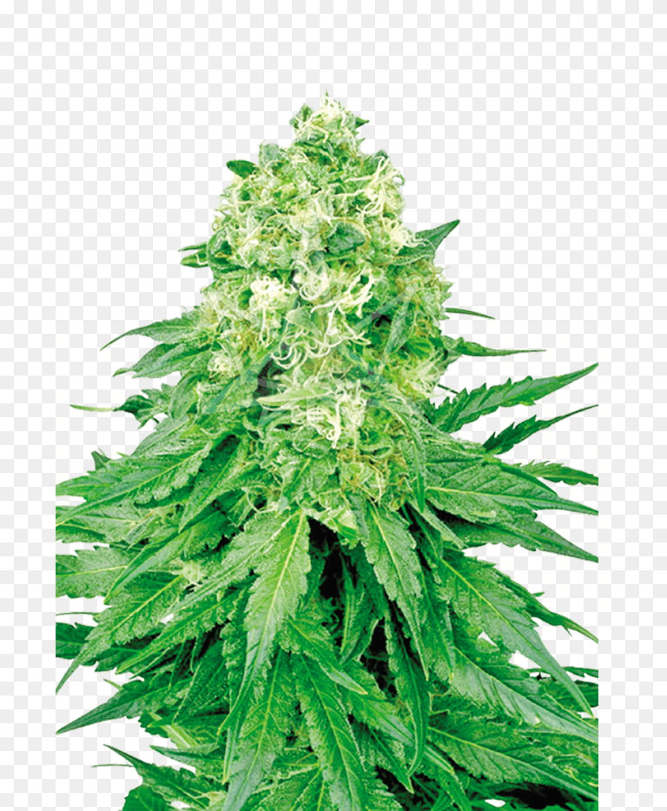 White Banner Feminized Seeds White Widow Feminized Seeds, Plant, Hemp, Leaf, Green Free Png Download