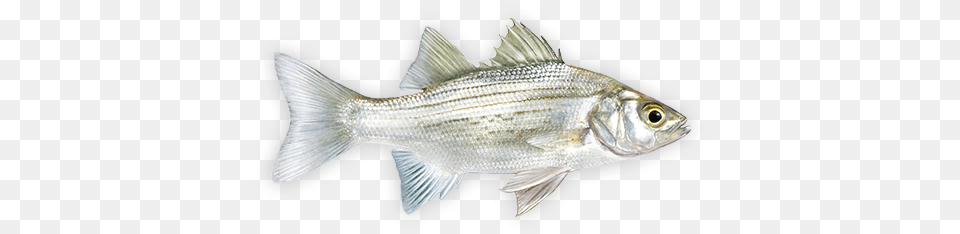 White Bass Decal White Bass, Animal, Fish, Sea Life Free Png