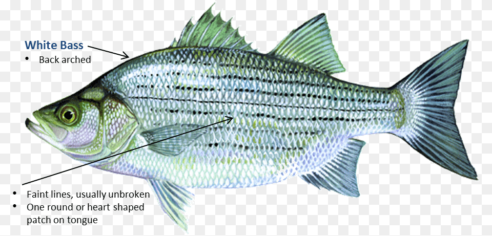 White Bass Fish In Oklahoma, Animal, Sea Life Free Png