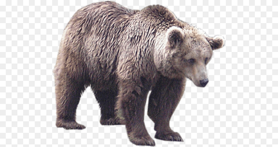White Bear Download Bear Animal, Mammal, Wildlife, Brown Bear Free Transparent Png