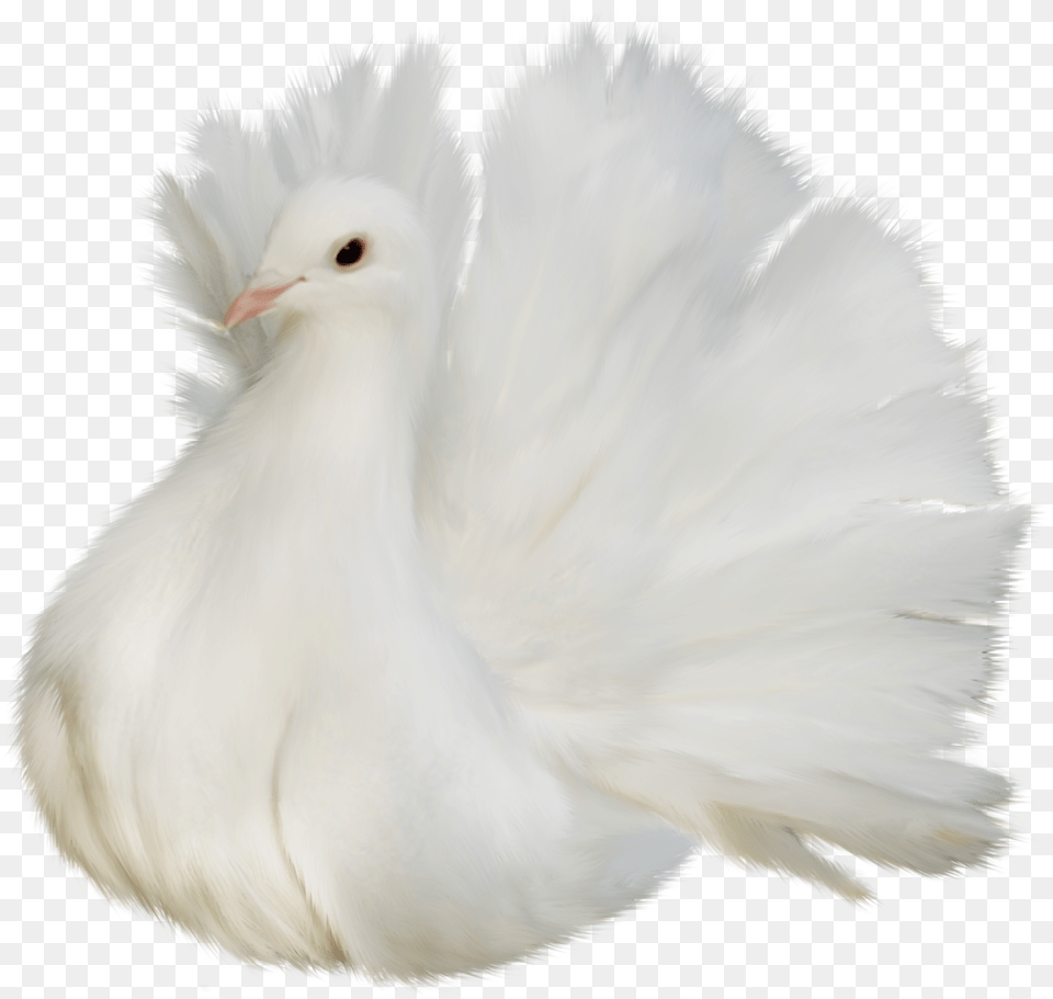 White Beautiful Delicate Dove Clipart Picture Bird, Animal, Pigeon Png