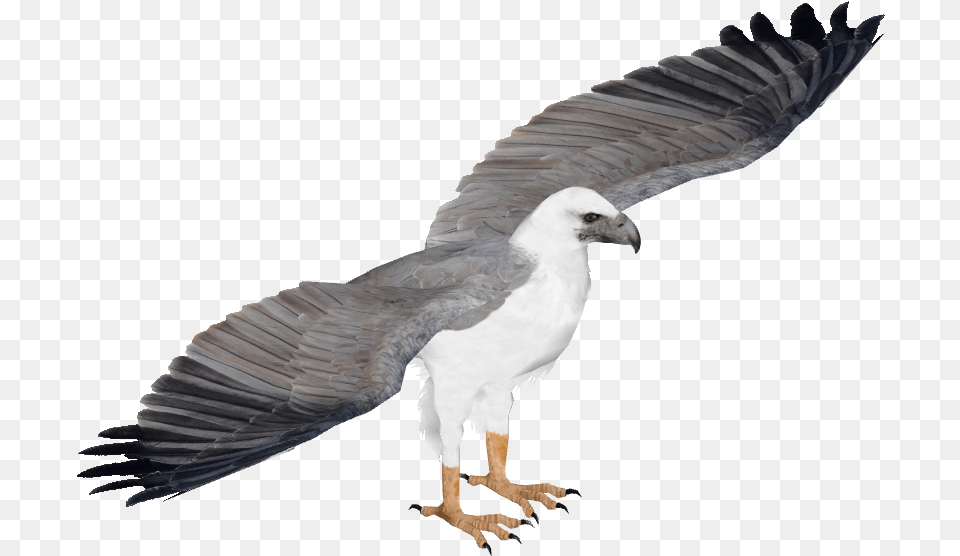 White Bellied Sea Eagle, Animal, Bird, Vulture, Kite Bird Png Image