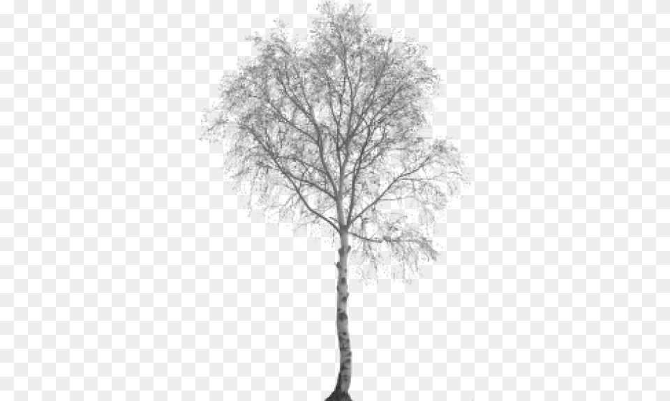 White Birch Tree Transparent Black White Tree, Plant, Tree Trunk, Oak, Weather Free Png