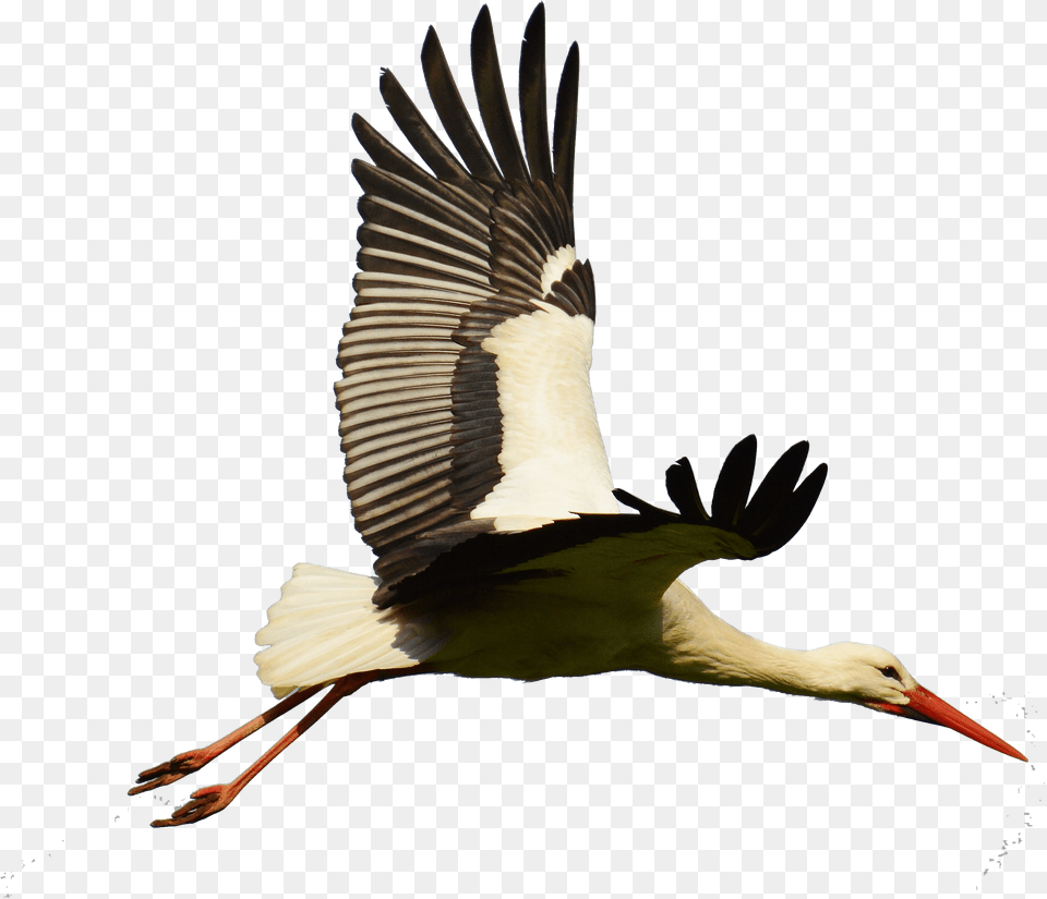 White Bird Flight Flying, Animal, Stork, Waterfowl Png