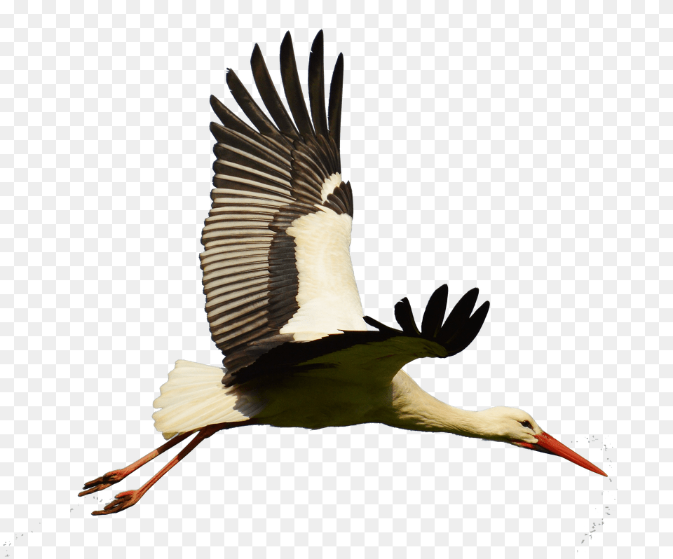 White Bird Flight Flying Stork Flying Clipart Full Flying Stork, Animal, Waterfowl, Crane Bird Png Image