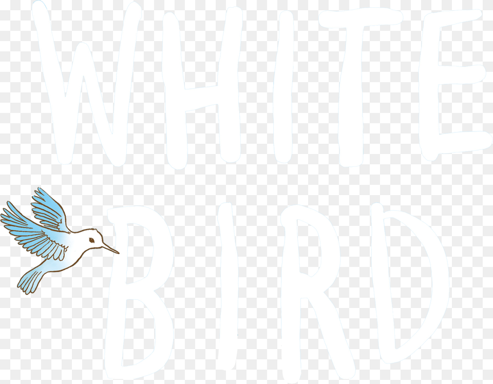 White Bird Sketch, Animal, Flying, Seagull, Waterfowl Free Transparent Png
