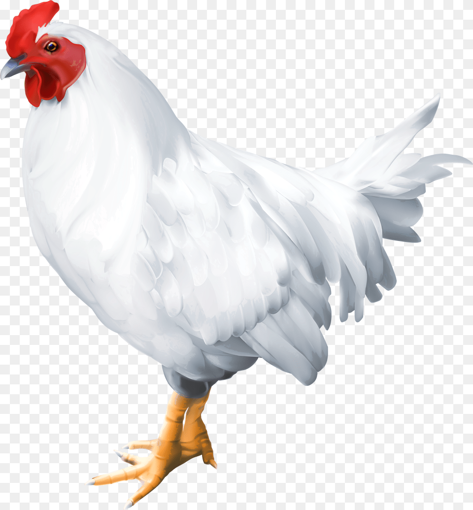 White Birds Png