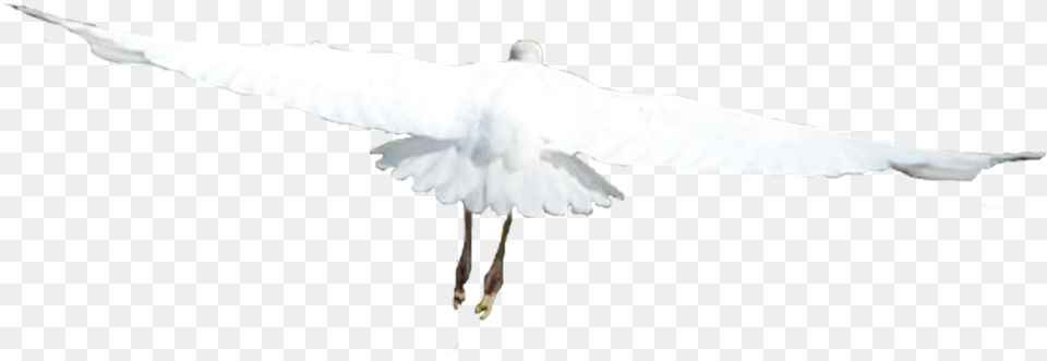 White Birds Flying 4 European Herring Gull, Animal, Bird, Waterfowl Png Image