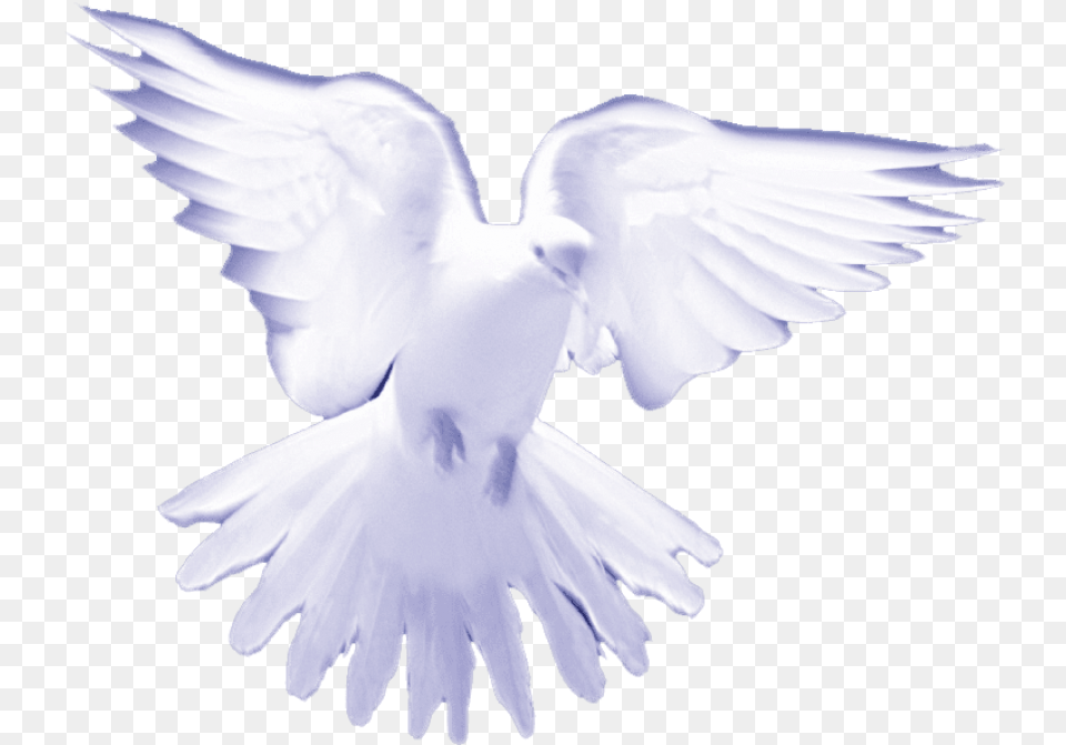 White Birds On Heaven Download Holy Spirit White Doves, Animal, Bird, Pigeon, Dove Free Png
