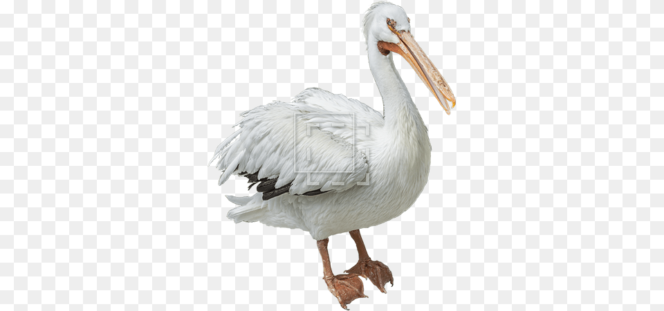 White Birds Pelicans Photo 2558 Transparentpng Pelican, Animal, Bird, Waterfowl, Beak Png Image