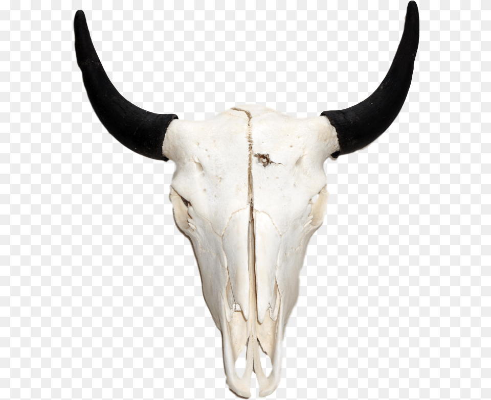 White Bison Skull Bison Skull, Animal, Bull, Mammal, Cattle Png