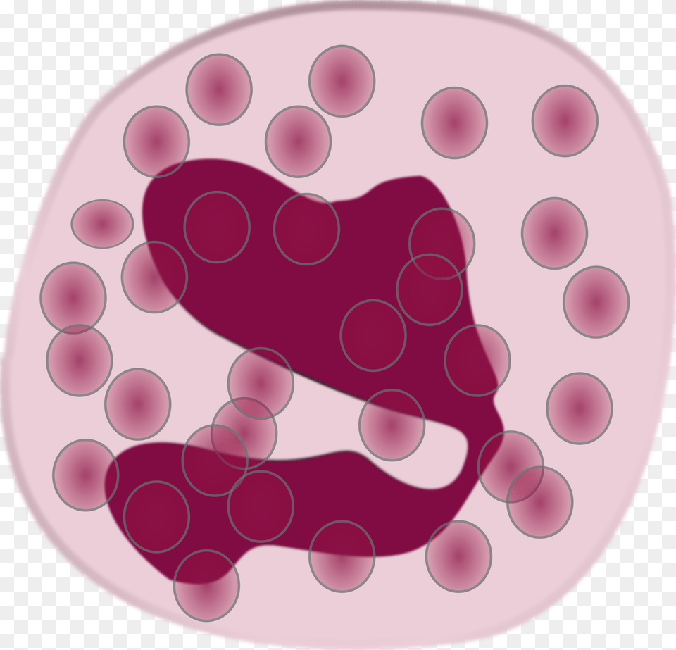 White Blood Cell Eosinophil Neutrophil Immune System Eosinophil Clipart, Pattern, Home Decor Free Png