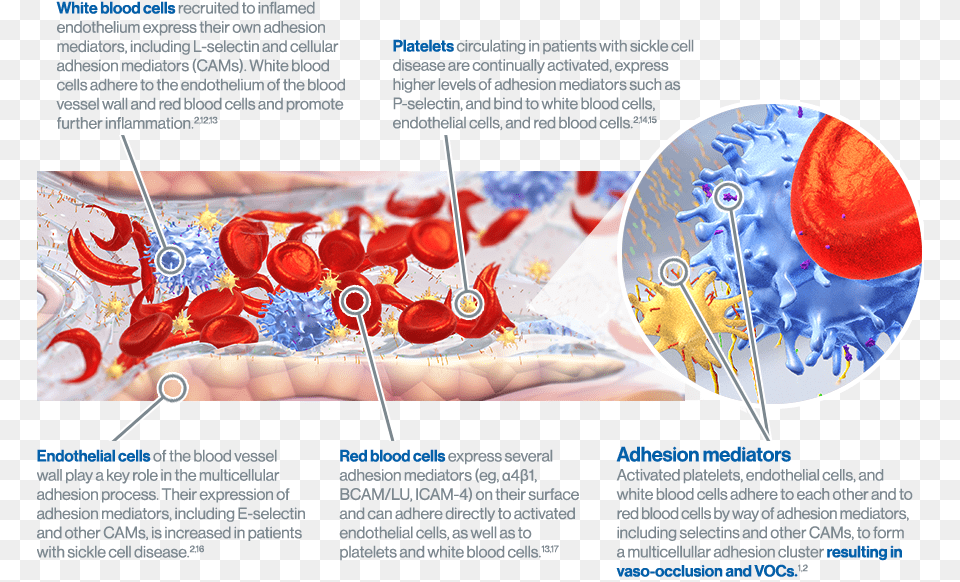 White Blood Cells And Platelets That Aggregate And Cellular Adhesion Process, Advertisement, Poster, Pattern Png Image
