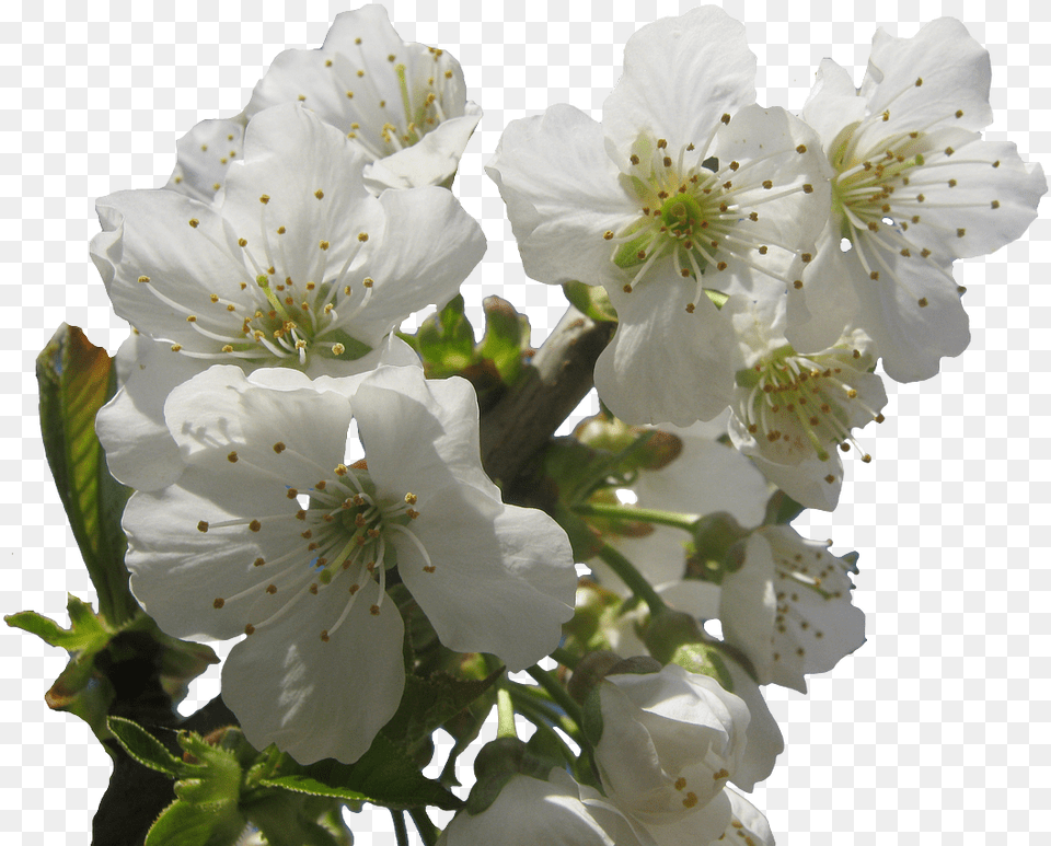 White Blossoms, Flower, Plant, Pollen, Geranium Png