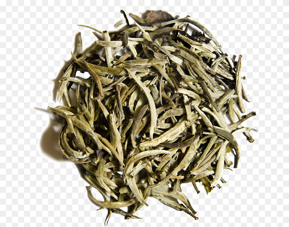 White Bud Yin Zhen Shoumei Tea, Wood, Plant, Antler Free Transparent Png