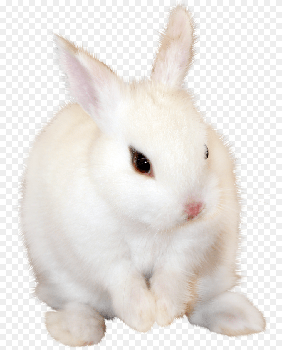 White Bunny, Animal, Mammal, Rabbit, Rat Free Transparent Png