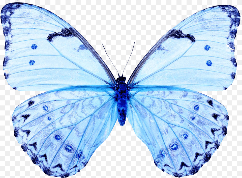 White Butterfly Papilio White And Blue Butterfly, Animal, Insect, Invertebrate Png Image