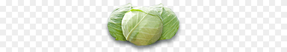 White Cabbage, Food, Leafy Green Vegetable, Plant, Produce Png Image