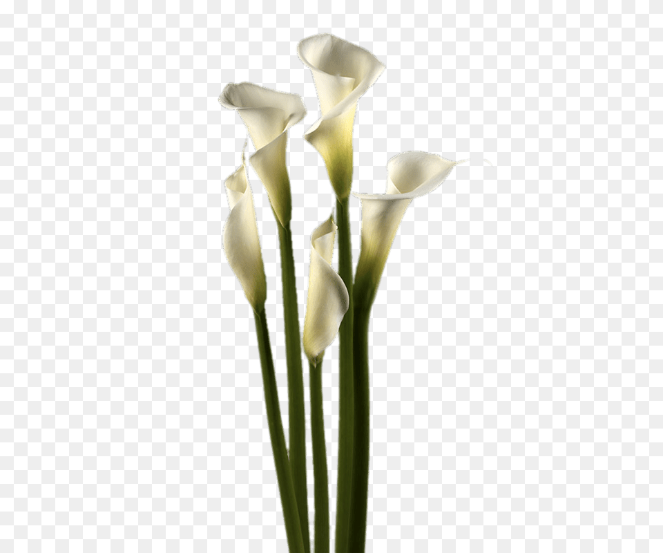 White Calla Lilies, Flower, Petal, Plant Png Image