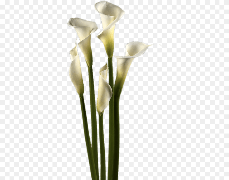 White Calla Lilies, Flower, Petal, Plant, Flower Arrangement Free Png