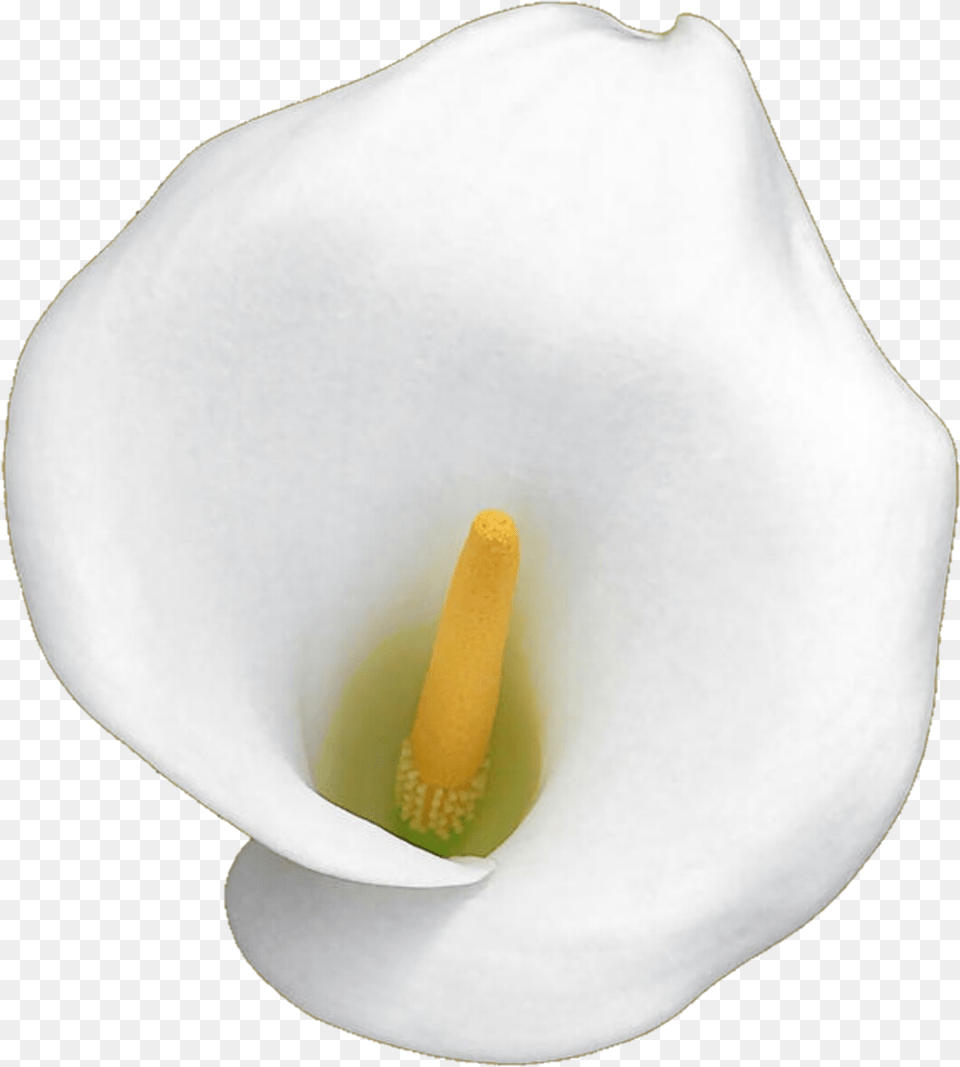 White Calla Lily By Jeanicebartzen27 White Calla Lily White Calla Lily, Flower, Plant, Araceae, Anther Png