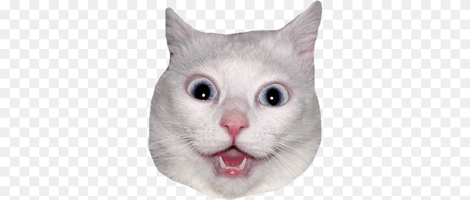 White Cat Head Meme, Animal, Mammal, Rat, Rodent Free Png