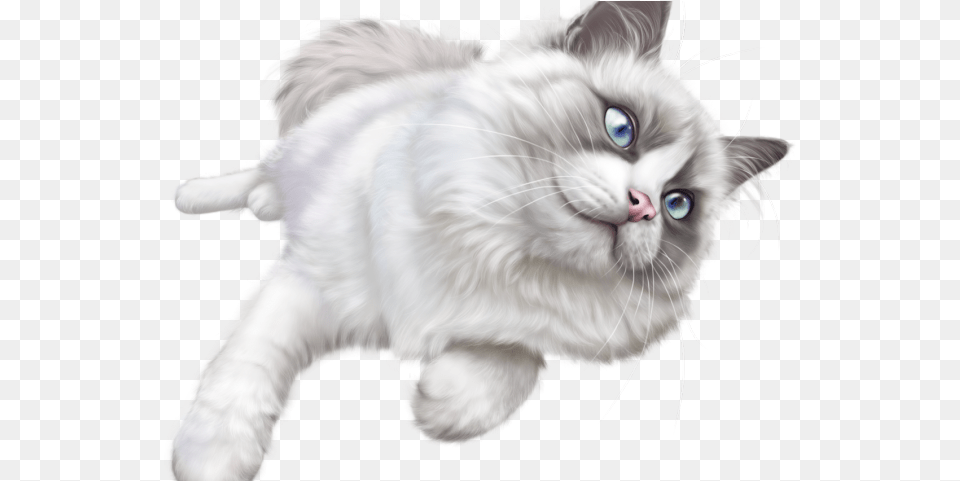 White Cat Transparent Background, Angora, Animal, Mammal, Pet Free Png