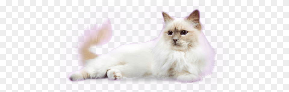 White Cat Transparent Background Sleeping Cat With Transparent Background, Angora, Animal, Mammal, Pet Free Png