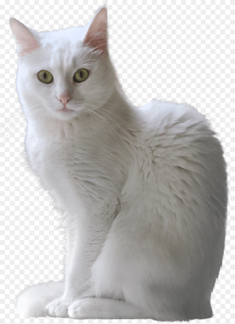 White Cat White Cat Transparent Background Free Png