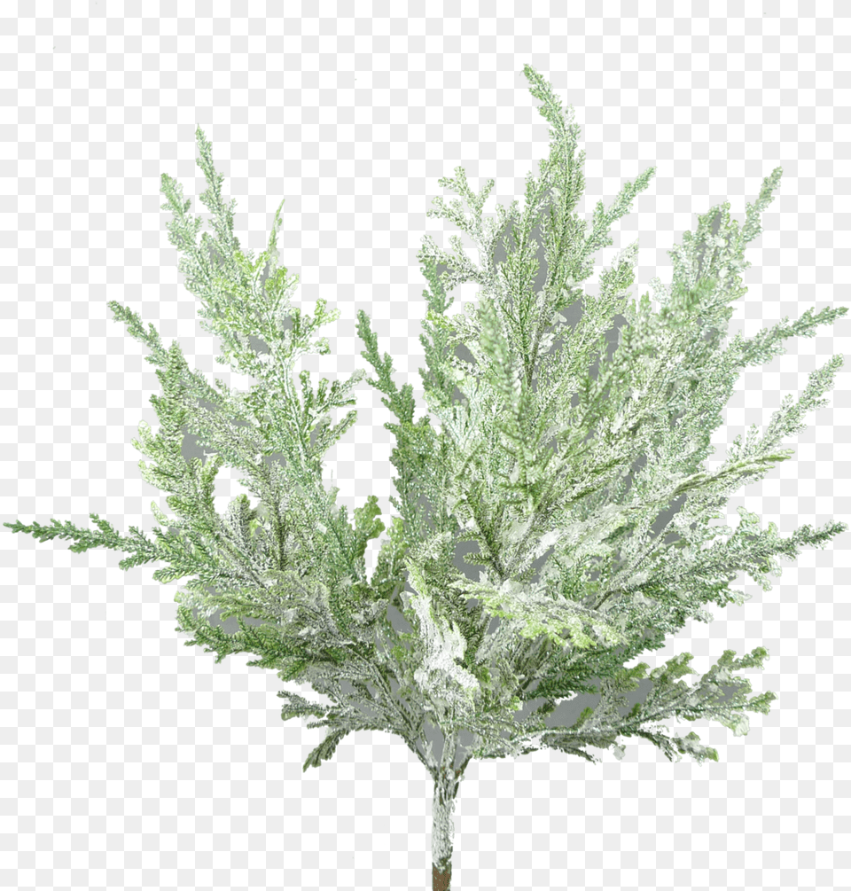 White Cedar, Tree, Plant, Grass, Leaf Png