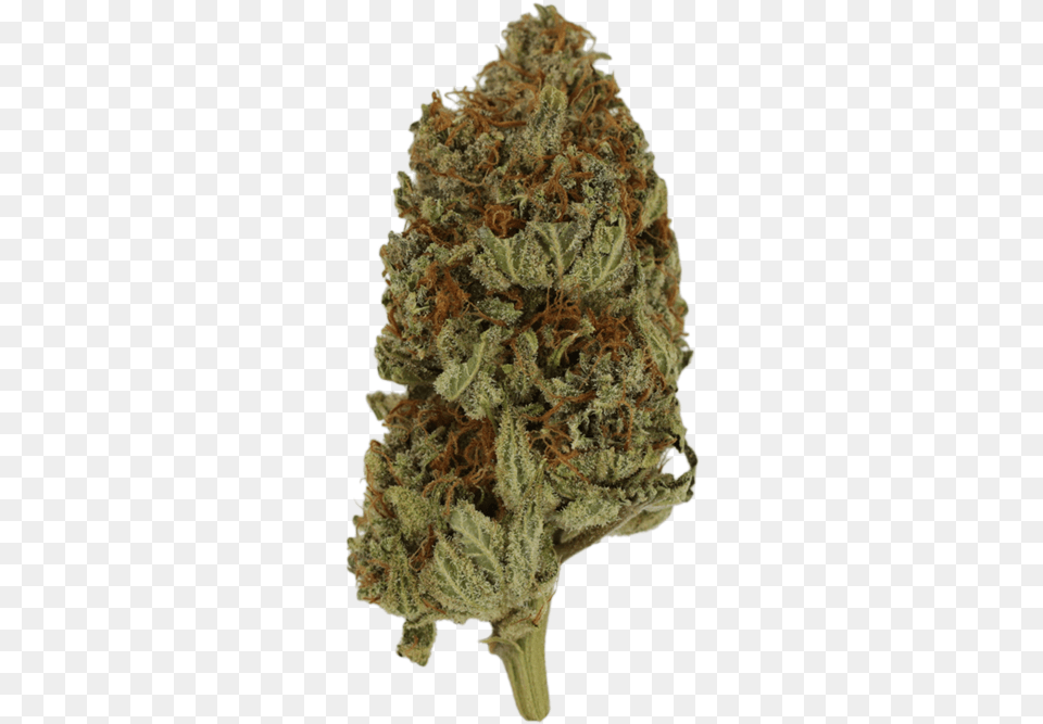 White Cedar, Plant, Weed, Grass, Bud Png Image
