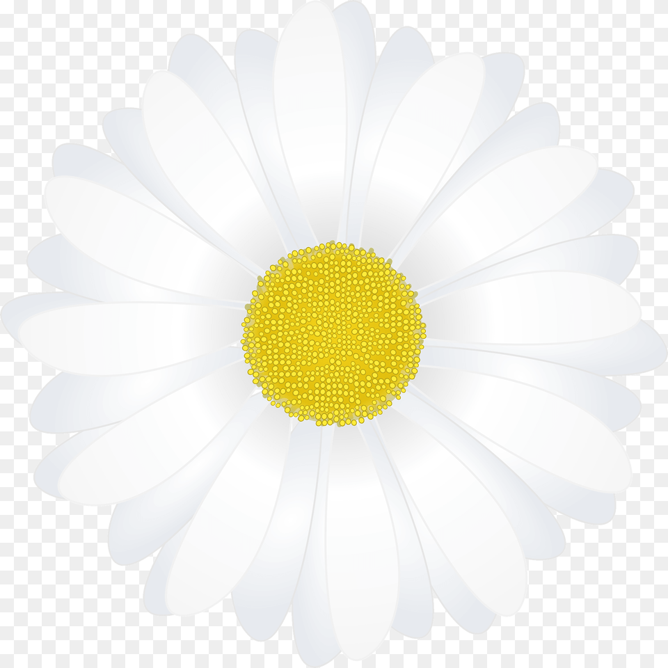 White Chamomile Flower Clipart, Anemone, Daisy, Plant, Petal Free Png