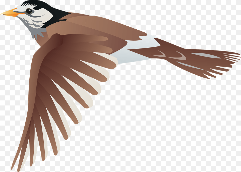 White Cheeked Starling Bird Clipart, Animal, Flying, Beak, Finch Free Transparent Png