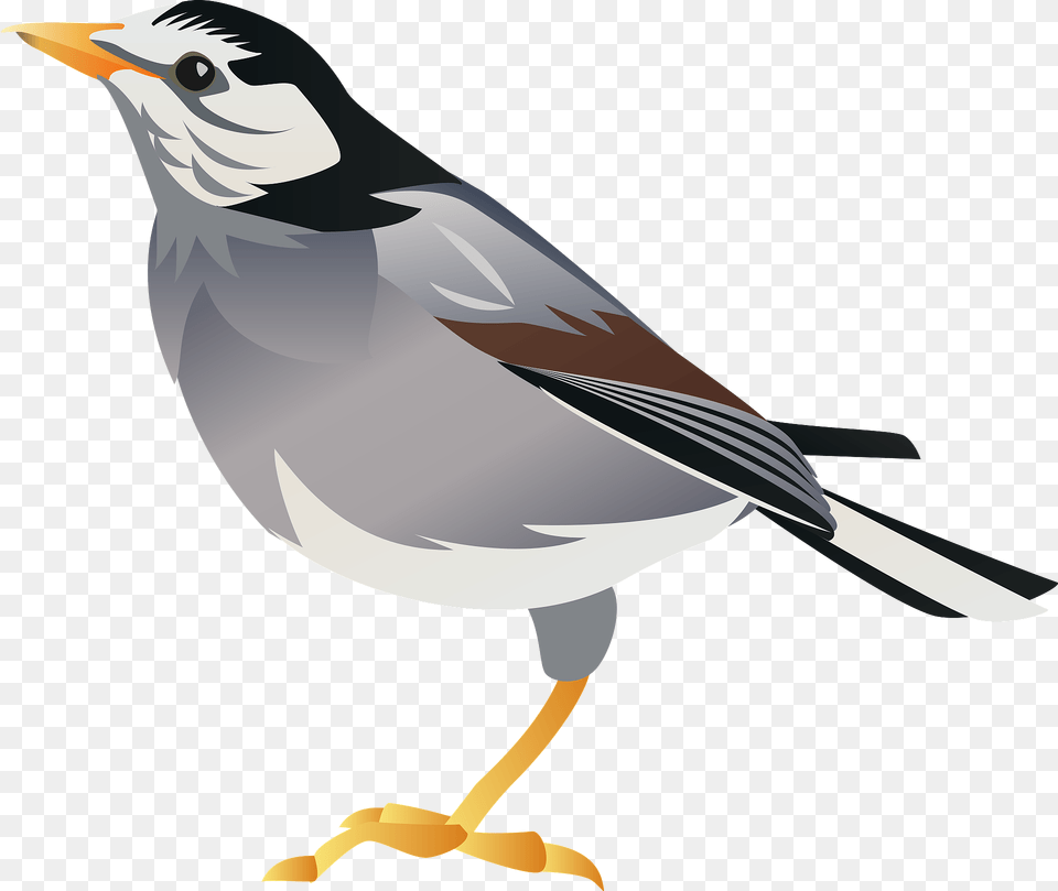 White Cheeked Starling Bird Clipart, Animal, Beak, Finch, Jay Png