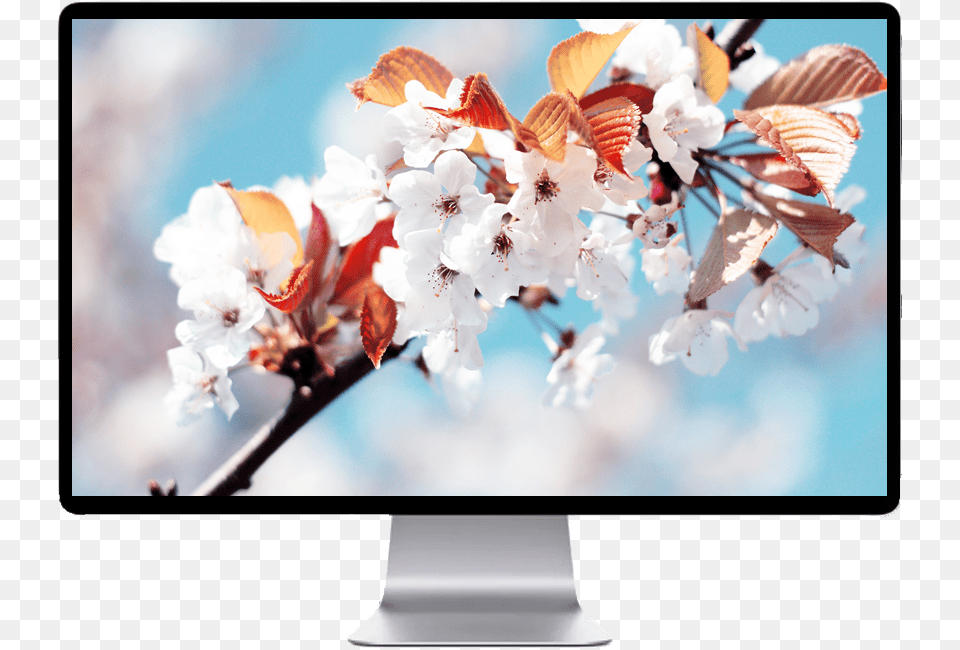White Cherry Blossom, Computer Hardware, Electronics, Hardware, Monitor Png Image