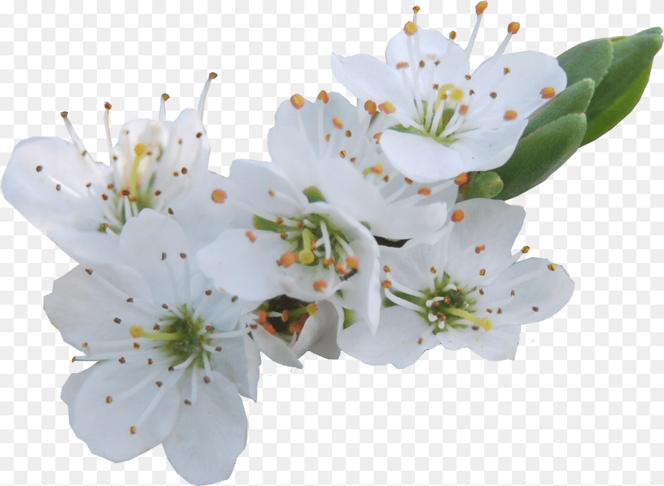 White Cherry Flower, Plant, Pollen, Anther, Cherry Blossom Free Png Download