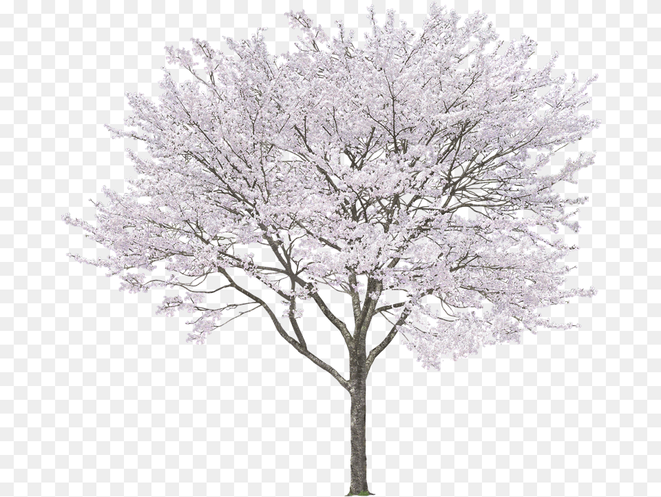 White Cherry Tree, Flower, Plant, Ice, Cherry Blossom Free Png