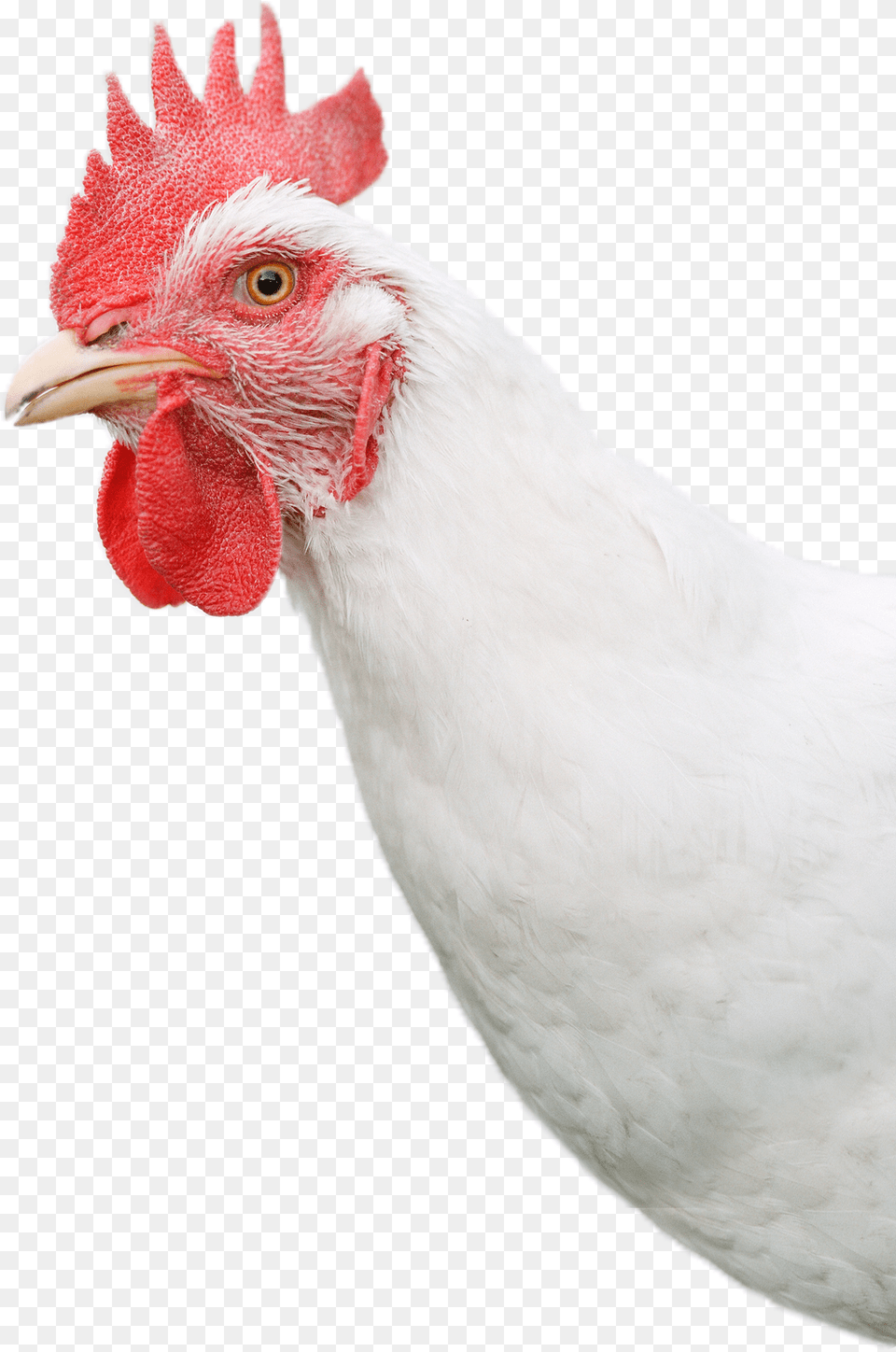 White Chicken Head, Animal, Bird, Fowl, Poultry Png