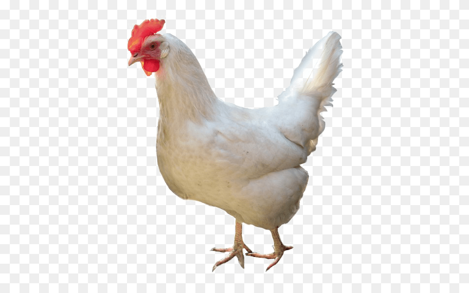 White Chicken High Quality Arts, Animal, Bird, Fowl, Hen Png