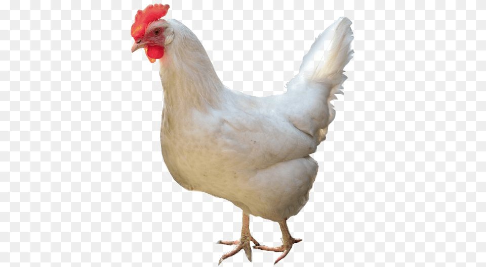 White Chicken High Quality Image Chicken With White Background, Animal, Bird, Fowl, Hen Png