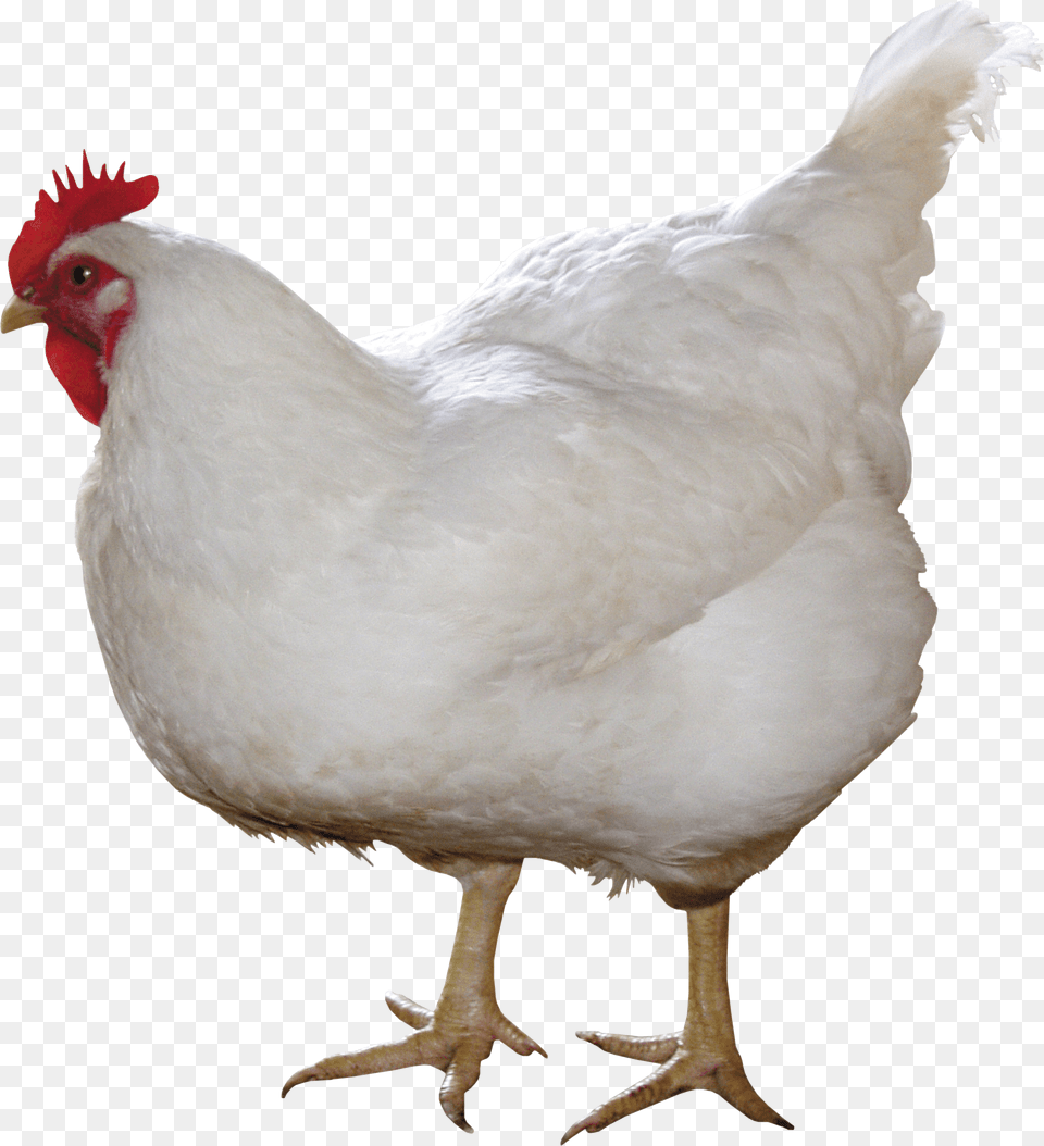 White Chicken Image, Animal, Bird, Fowl, Poultry Png