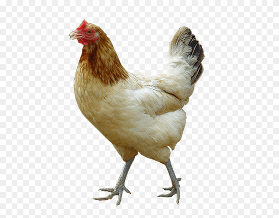 White Chicken Image Background Chicken, Animal, Bird, Fowl, Hen Png
